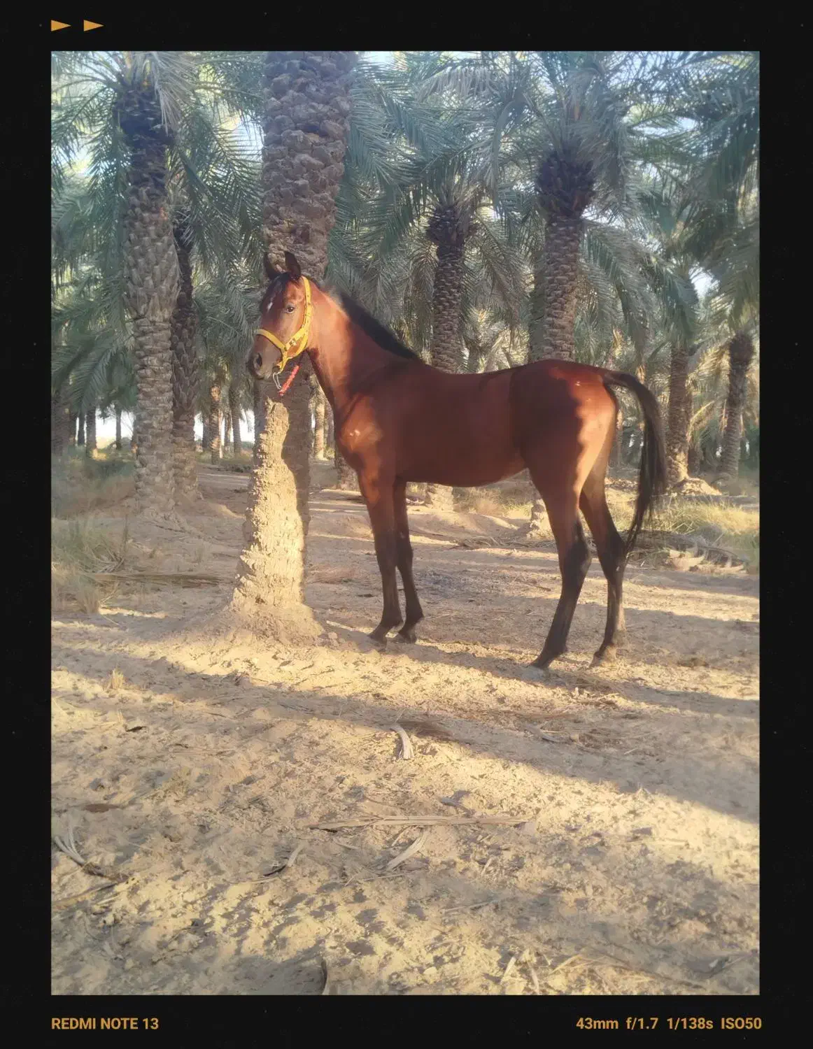 نریان دوسر زیبای|اسب و تجهیزات اسب‌سواری|شادگان, |دیوار