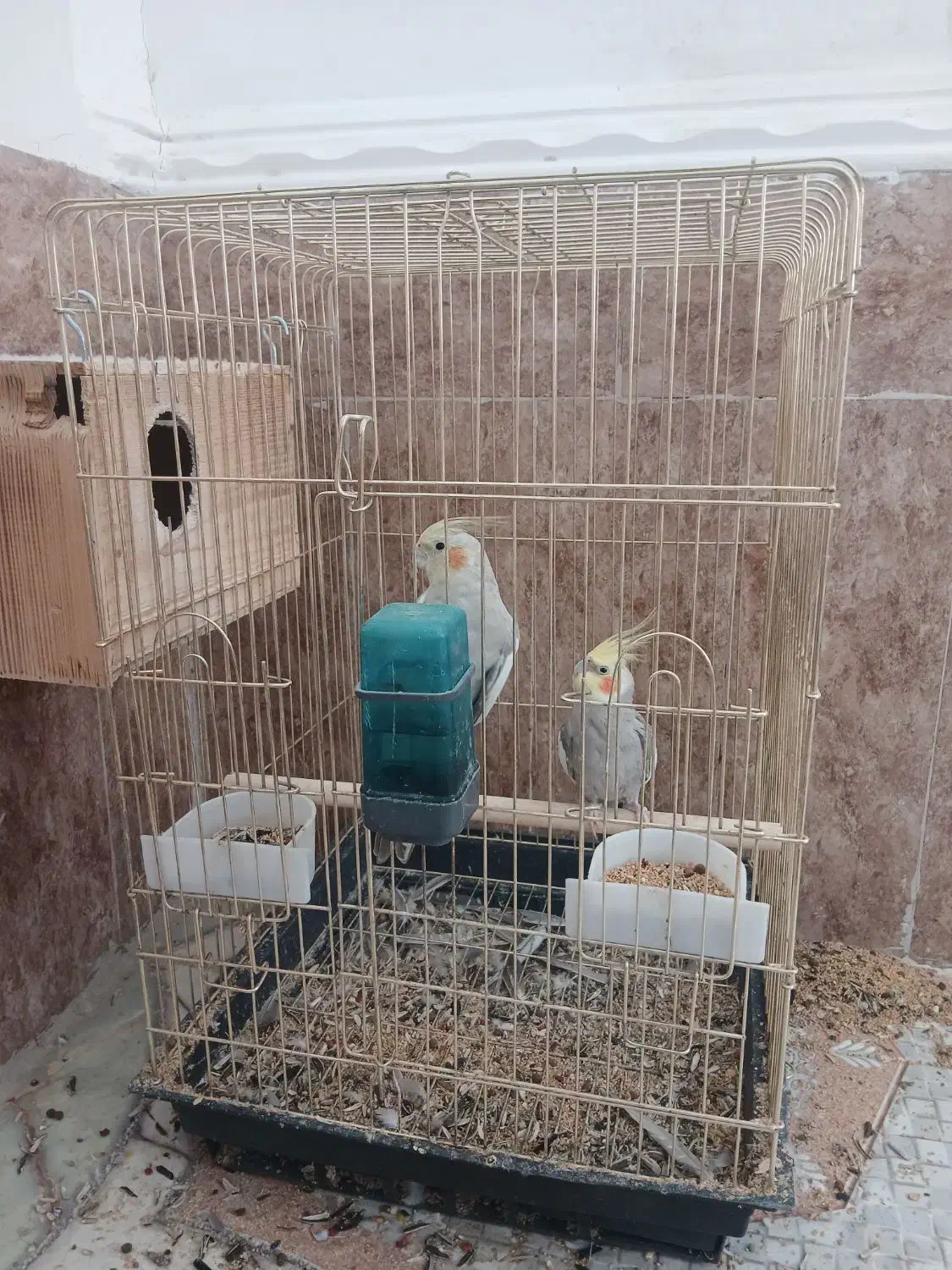 عروس هلندی نرماده|پرنده|چابهار, |دیوار