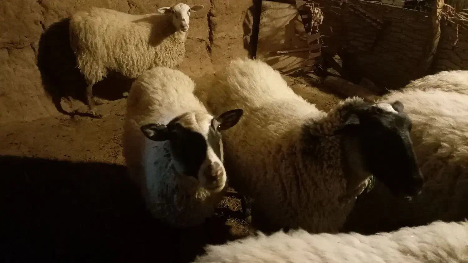 تعدادی رومانوف وبره نر گوشتی  به فروش می‌رسد|حیوانات مزرعه|تبریز, |دیوار