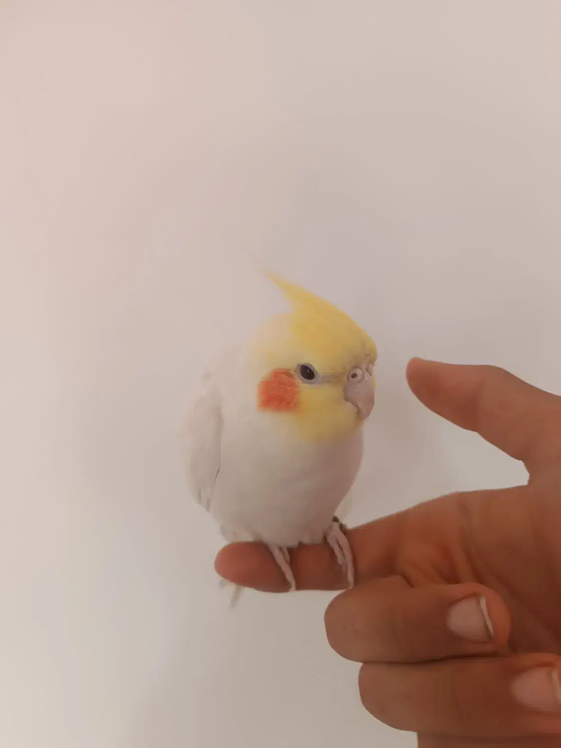 عروس هلندی|پرنده|مرودشت, فاز دوم شهرک فرهنگیان|دیوار