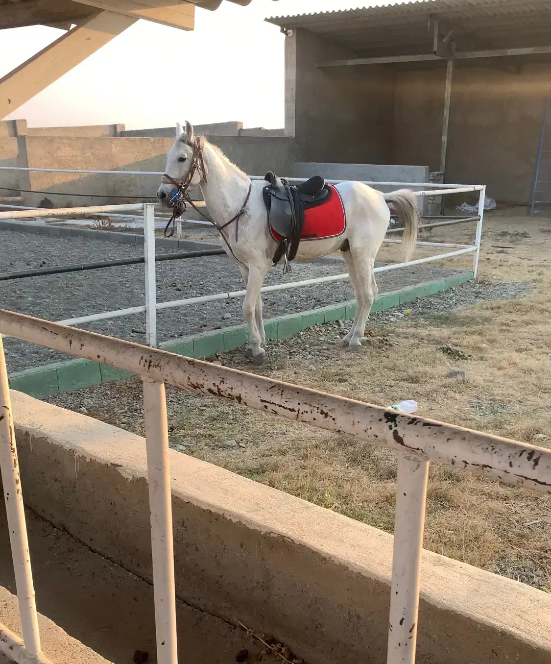 اسب|اسب و تجهیزات اسب‌سواری|ارومیه, |دیوار