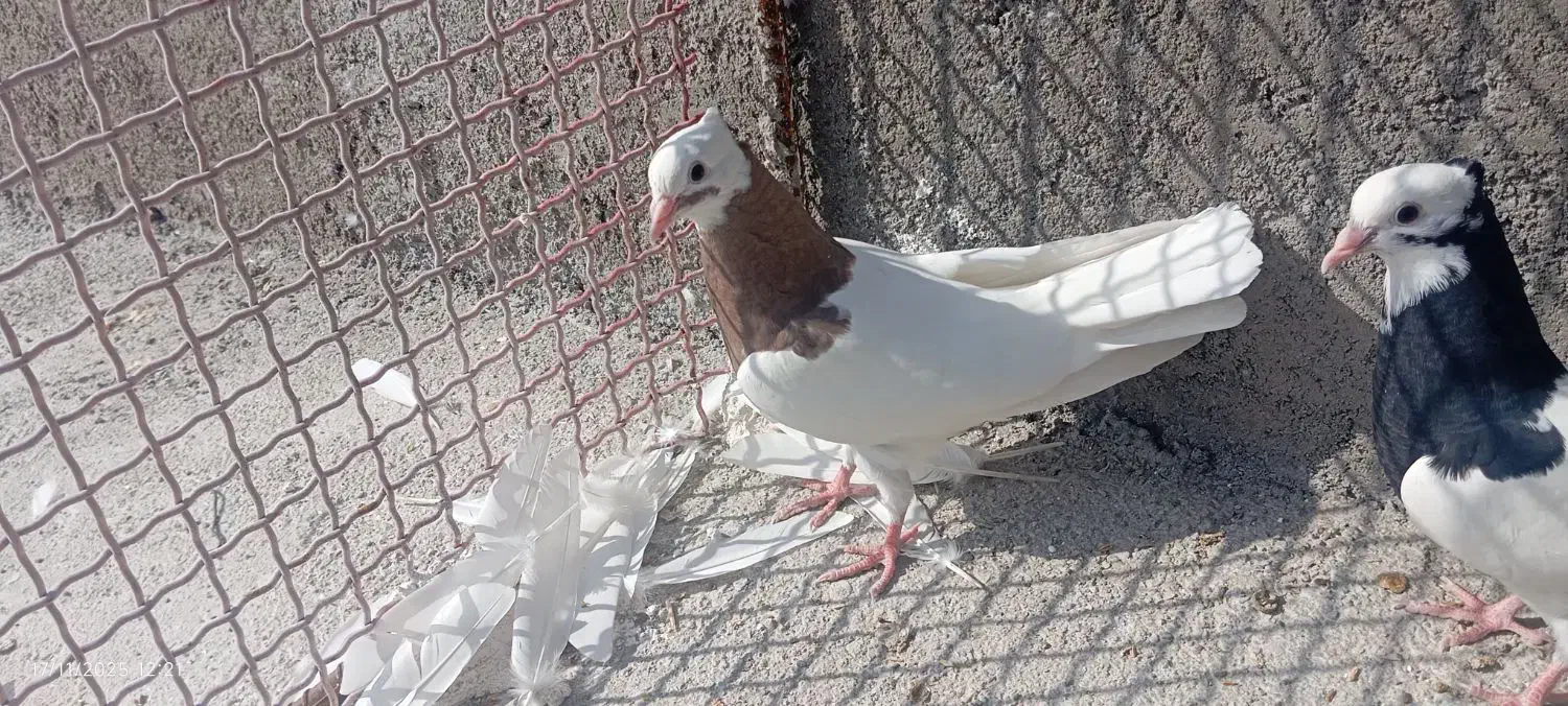 همه با هم|پرنده|دهدشت, |دیوار