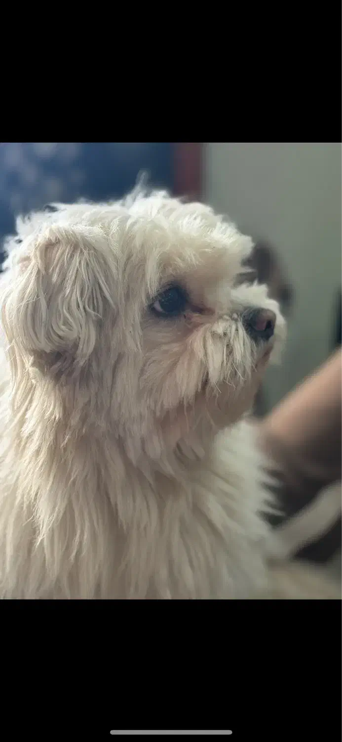 سگ خانگی|سگ|تهران, آسمان|دیوار