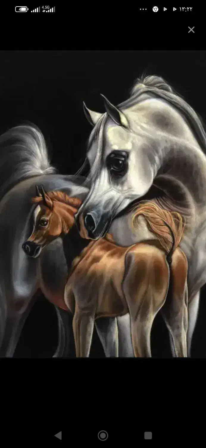 اسب|اسب و تجهیزات اسبسواری|میانه, |دیوار