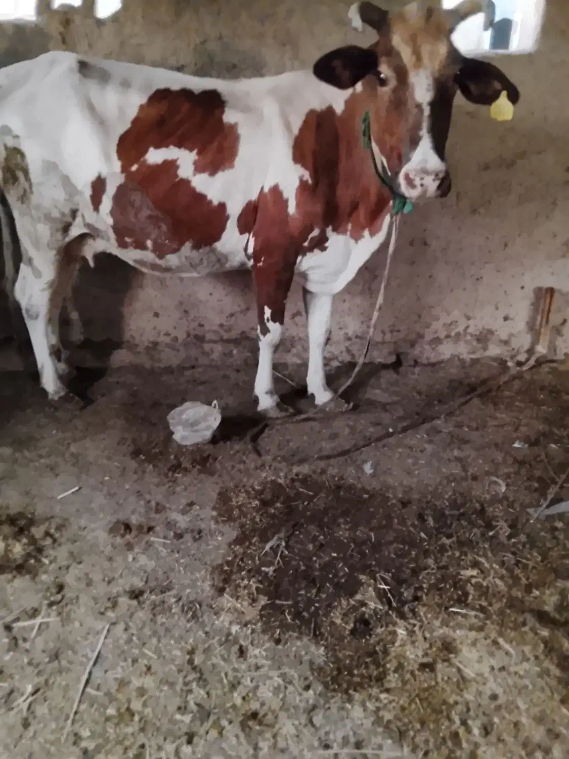 گاو|حیوانات مزرعه|چمران, |دیوار