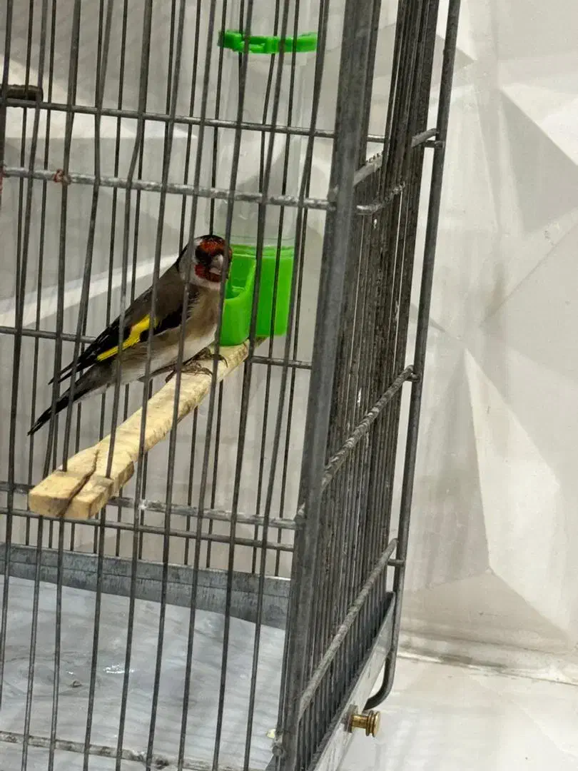 سهره|پرنده|ری, صفاییه (چشمه علی)|دیوار