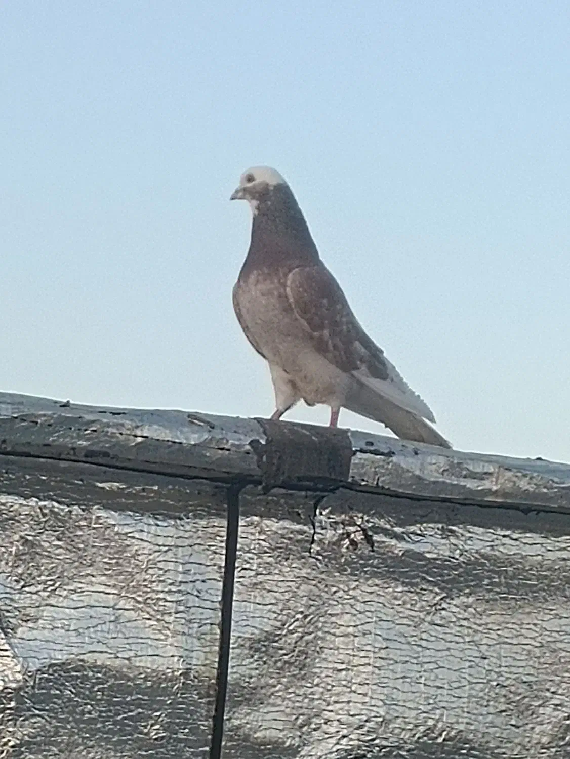 هما قرمز نر عالی|حیوانات|بانه, |دیوار