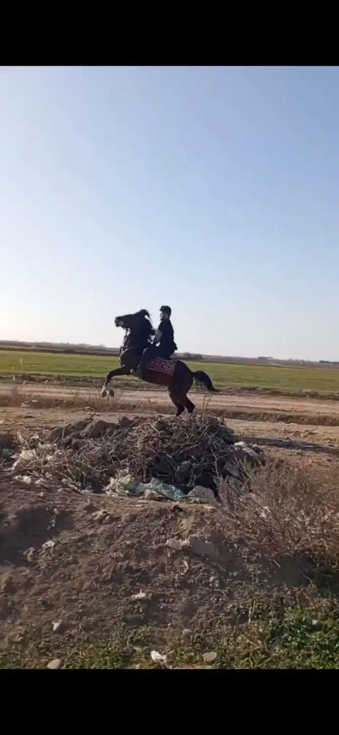 دوعدد اسب عالی جهت برکت|اسب و تجهیزات اسب‌سواری|پارس‌آباد, |دیوار