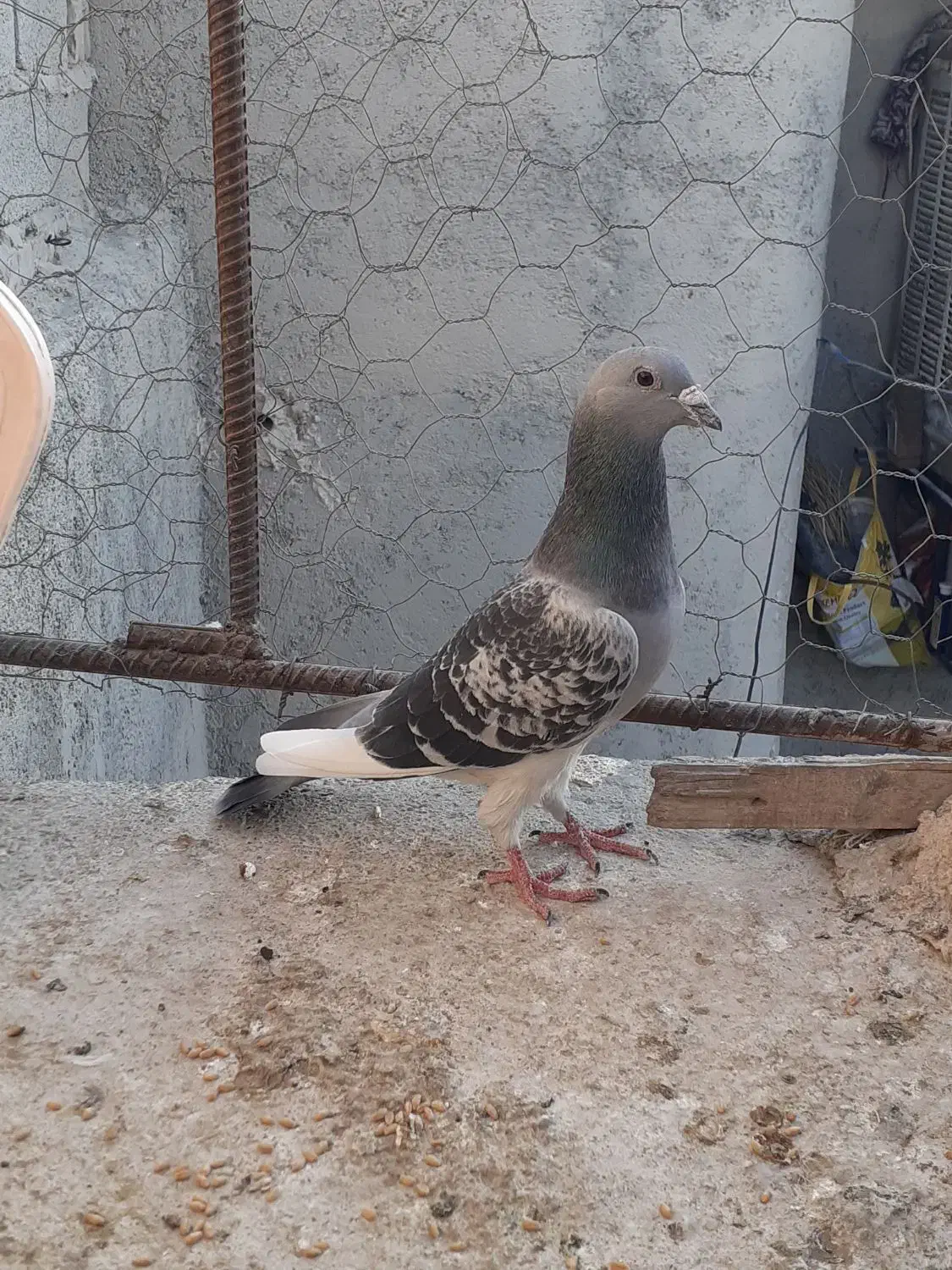 کبوتر|پرنده|ایرانشهر, |دیوار