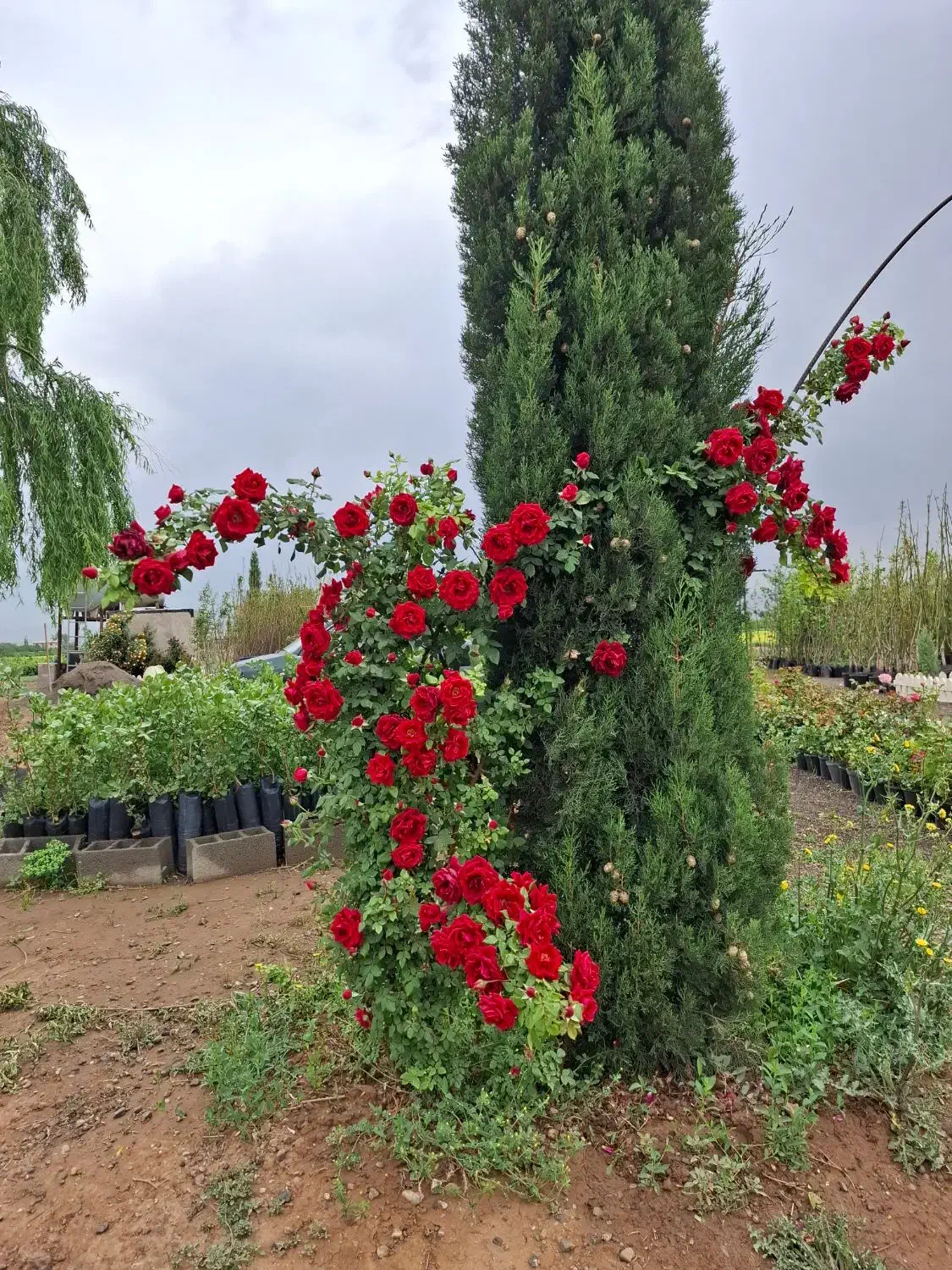 نهال وگل گیاه|خدمات باغبانی و درختکاری|محمدیه-قزوین, |دیوار