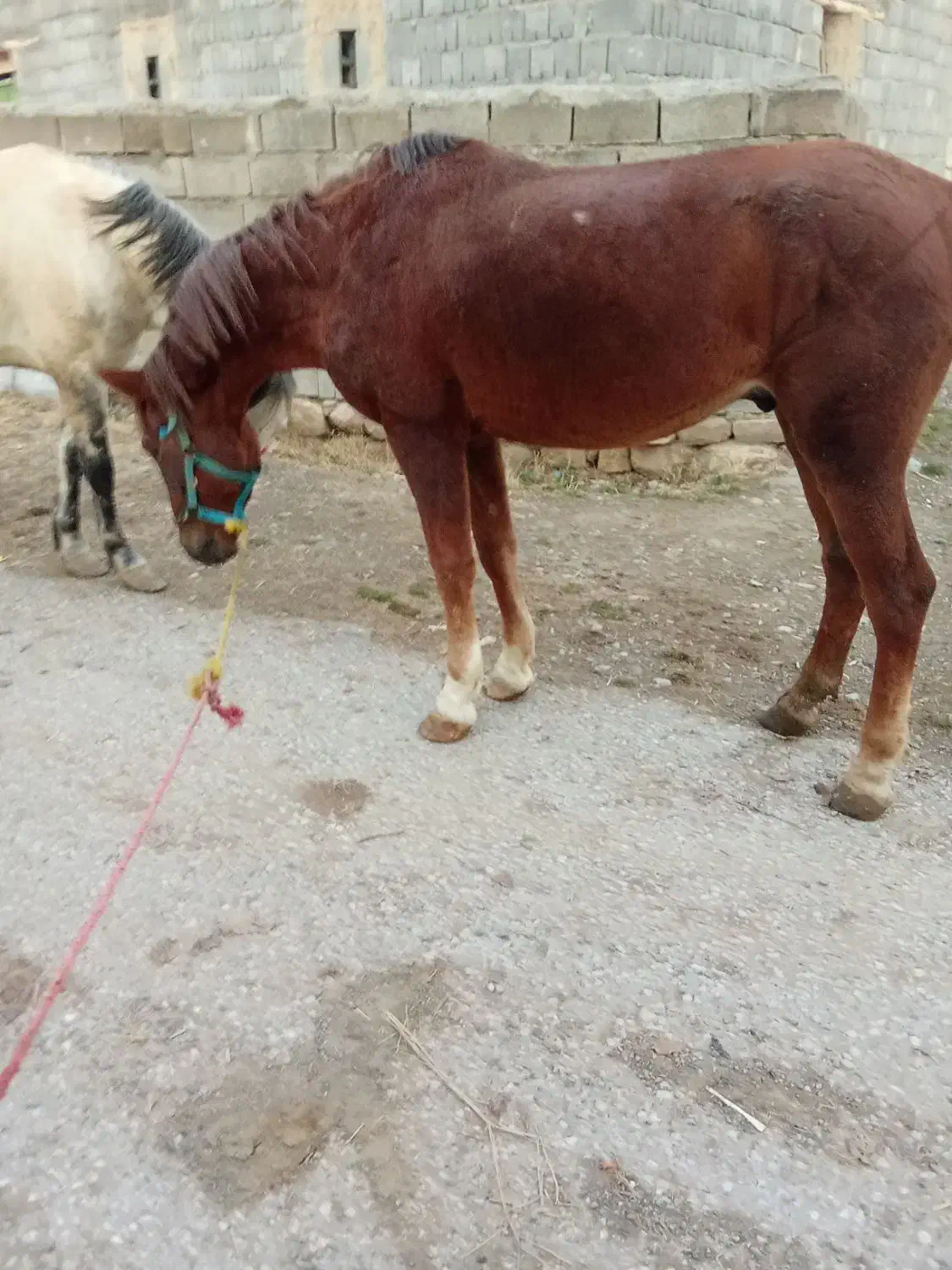 اسب قدبلند۵ساله|اسب و تجهیزات اسب‌سواری|ارومیه, |دیوار