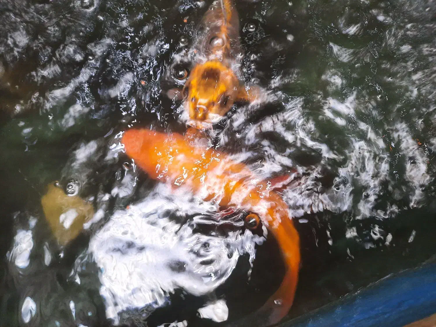 فروش ماهی کویی ماهی تربیت شده اهلی سالم|ماهی|یزد, |دیوار