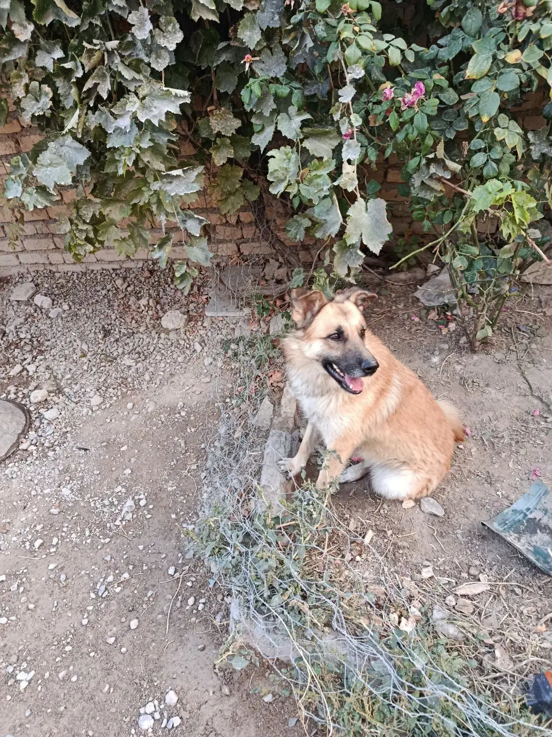 ژرمن|سگ|شیروان (خراسان), |دیوار