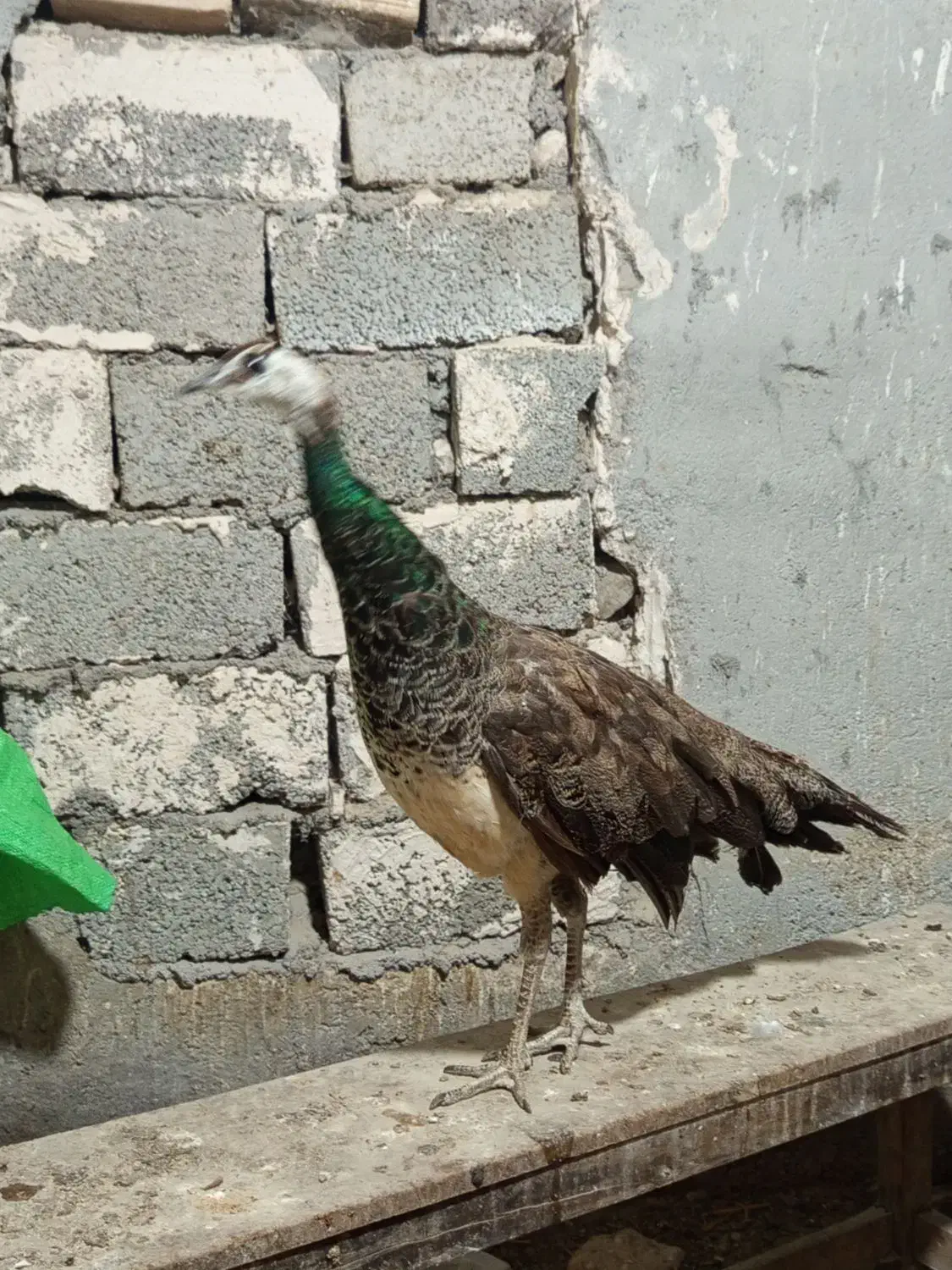 طاووس ماده سه ساله|پرنده|اردبیل, |دیوار