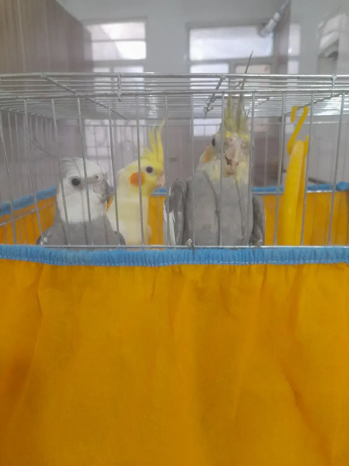 عروس هلندی|پرنده|صباشهر, |دیوار