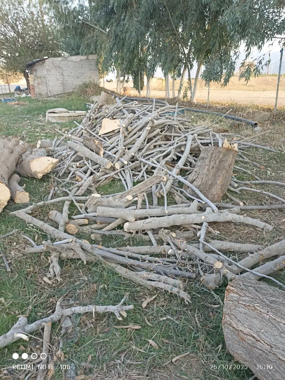 خرید انواع درخت باغی توت انجیر اکالیپتوس|خدمات باغبانی و درختکاری|آق قلا, |دیوار