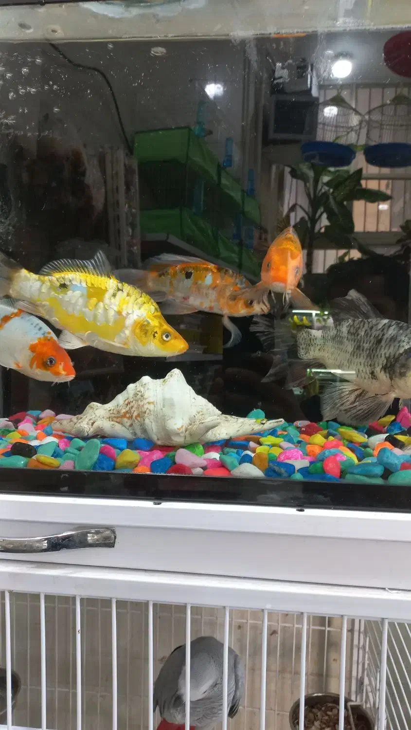 ماهی کوی مولد و پیش مولد|ماهی|اردکان, |دیوار