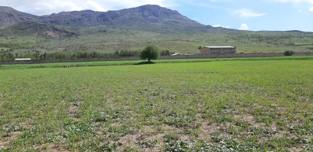 فروش16هکتار زمین کشاورزی آبی نوژیان وارک|فروش دفتر صنعتی، کشاورزی، تجاری|پاپی, |دیوار