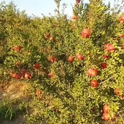 انار درجه یک  خوردنی و انار ربی موجود|حراج|گنبد کاووس, |دیوار