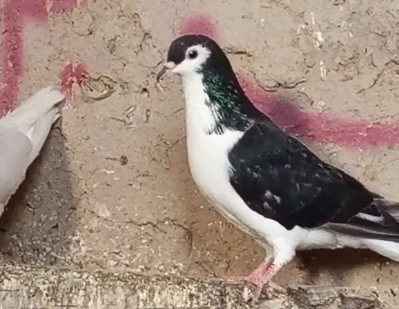 کفتر رنگه|پرنده|هامون, |دیوار