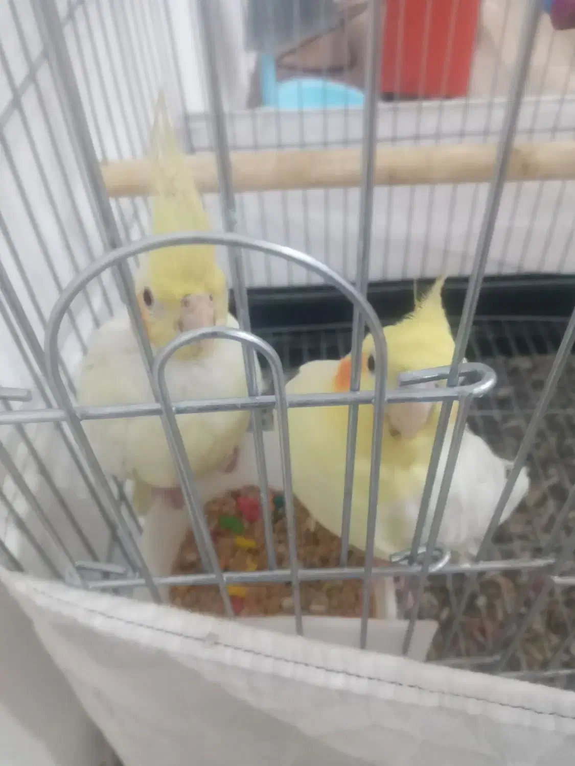 جفت طوطی مولد|پرنده|شوشتر, |دیوار