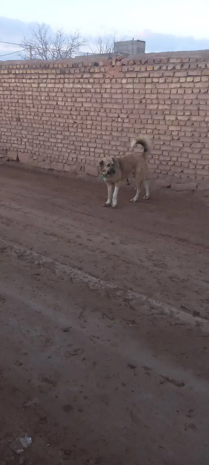 سگ گله ای|سگ|عطاملک, |دیوار