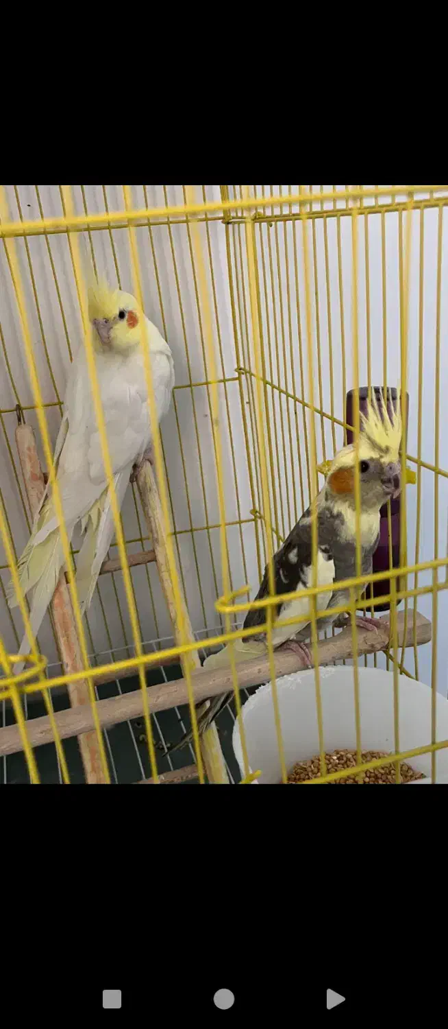 پرنده|پرنده|ماکو, |دیوار