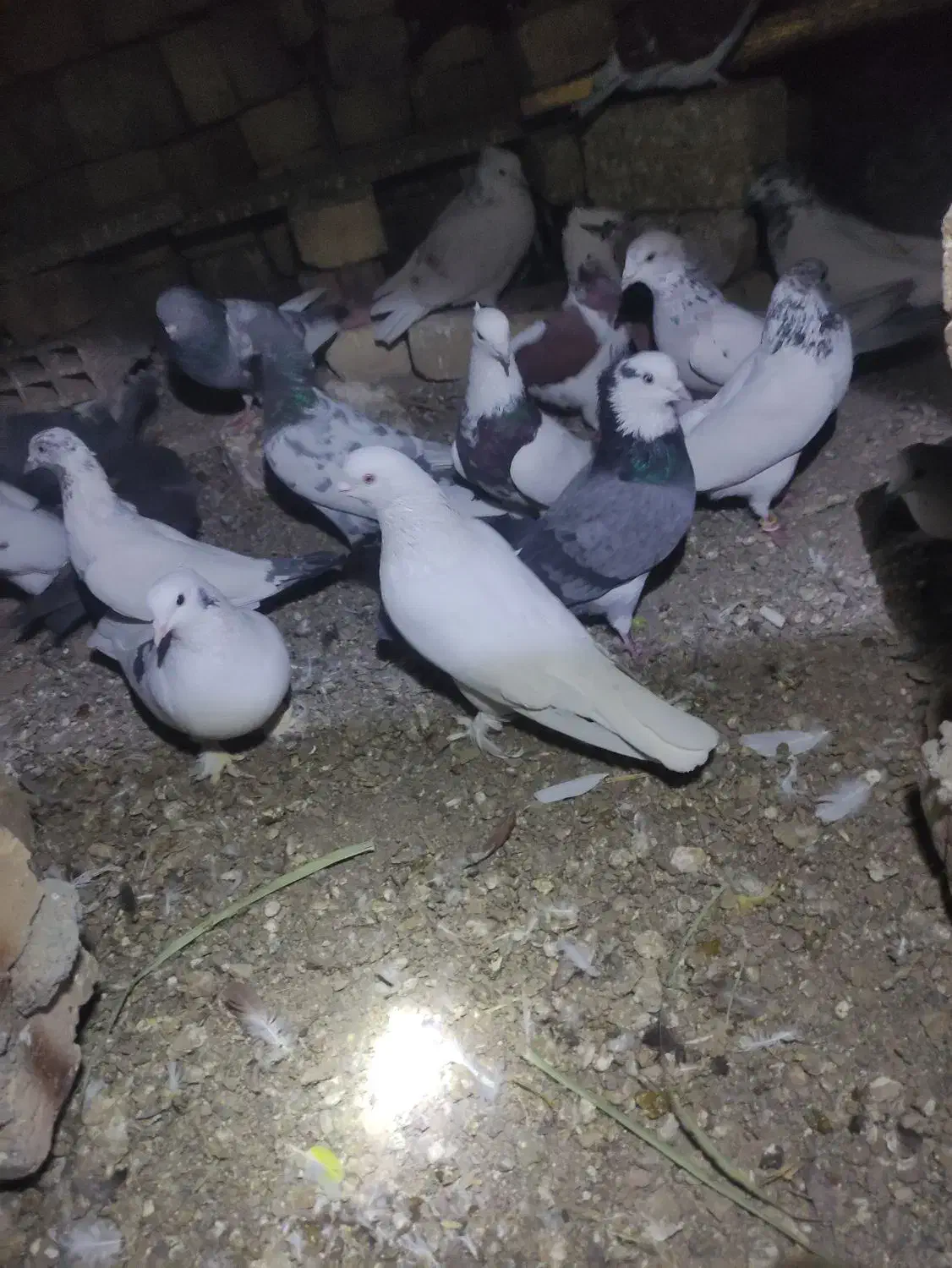 معاوضه فقط با سرور|پرنده|جعفرآباد, |دیوار