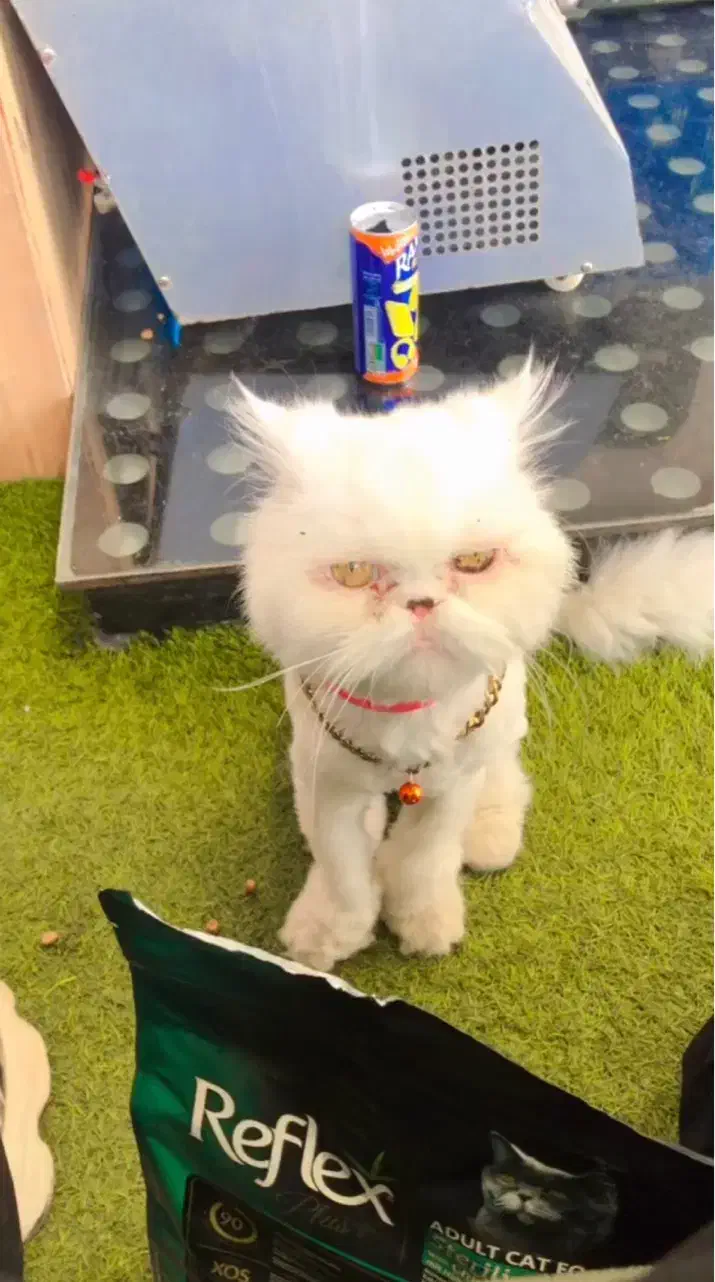 گربه پرشین|گربه|گرمسار, |دیوار