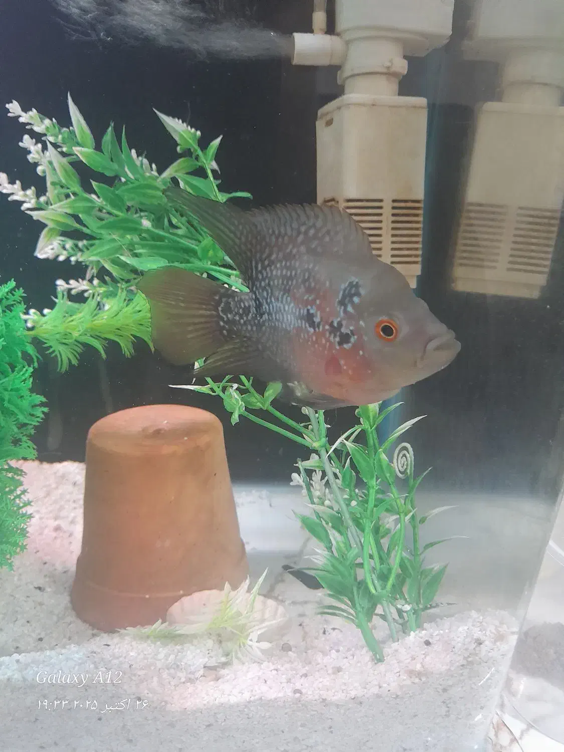 فلاور و گورخری|ماهی|بندرعباس, |دیوار