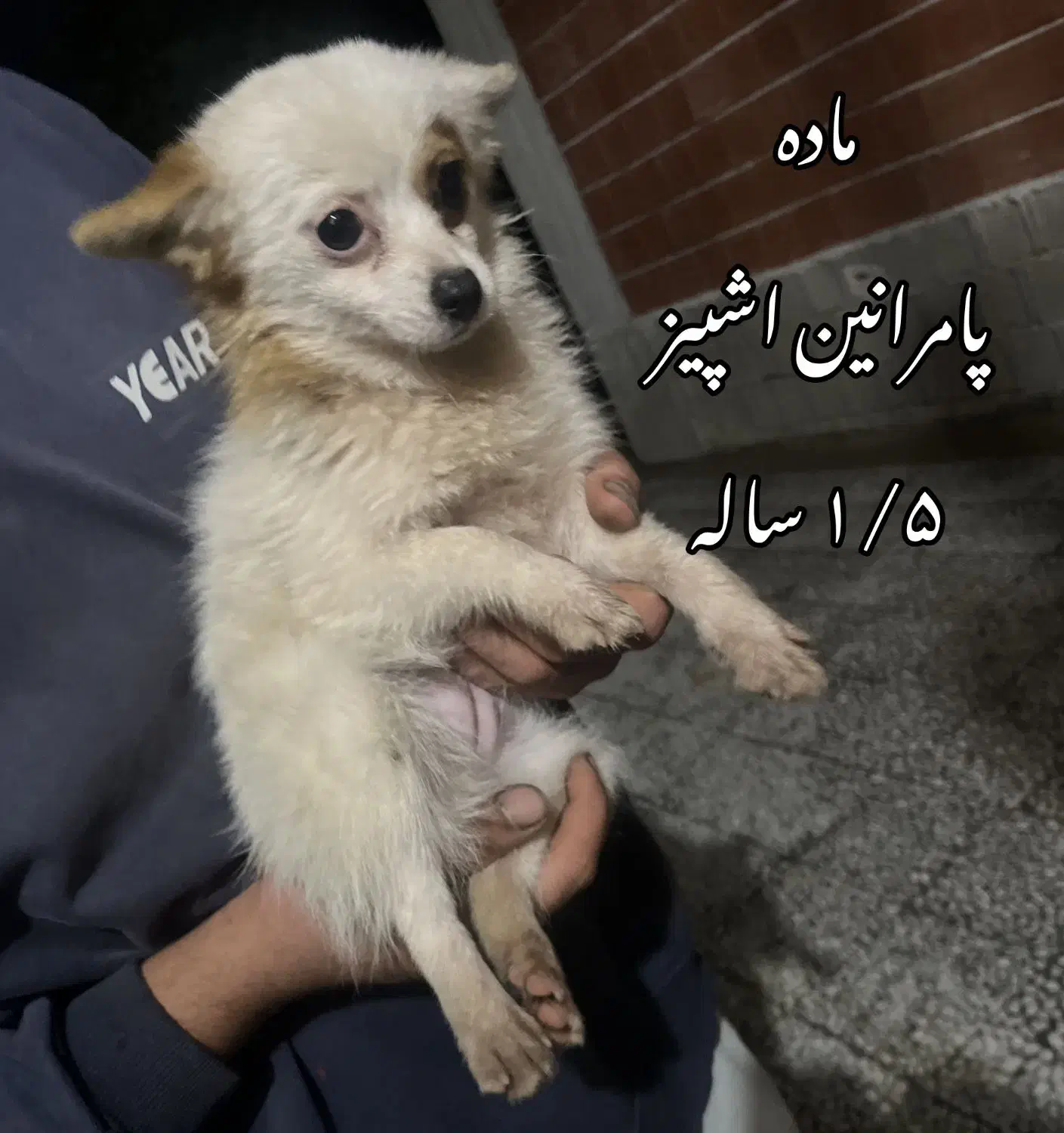 پامر روباهی/ معاوضه میکنم|سگ|تالش, هشتپر|دیوار