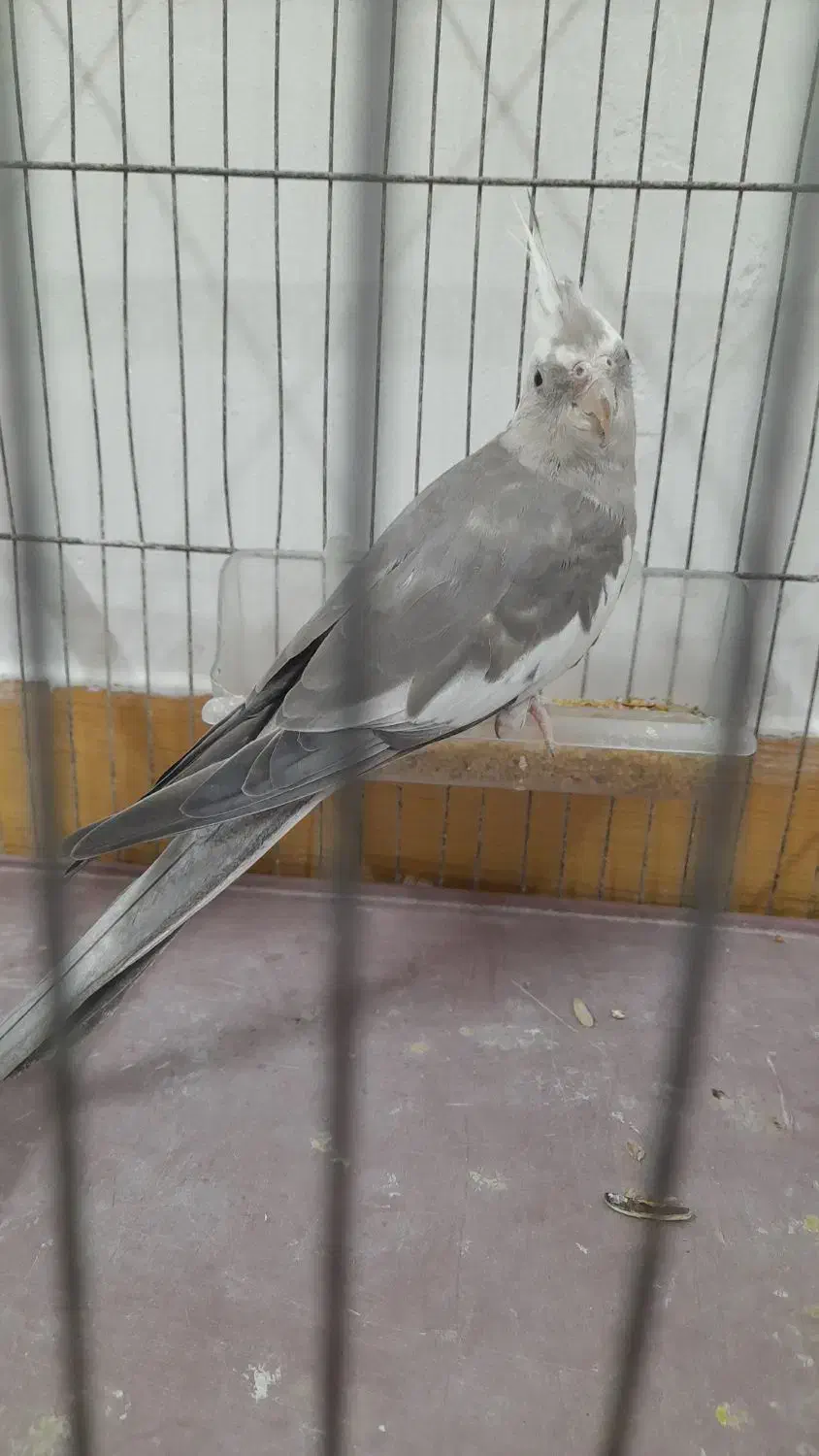 طوطی عروس جفت|پرنده|رشت, نظری|دیوار