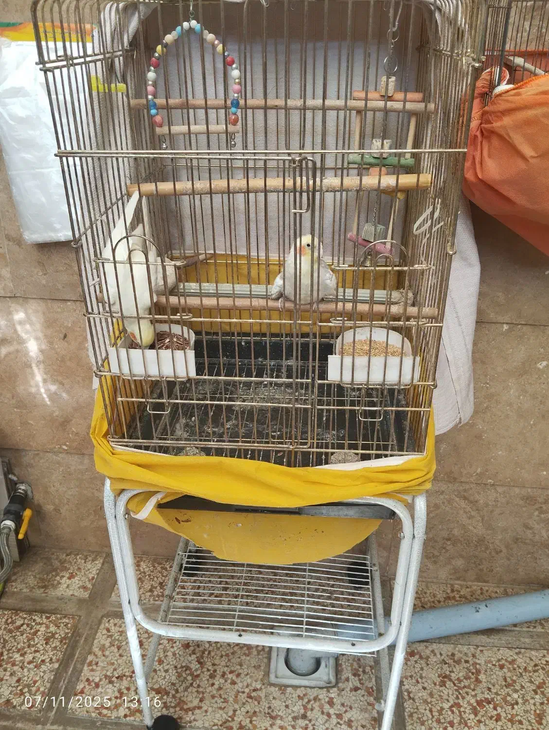 عروس هلندی جفت|پرنده|کرج, اسدآباد|دیوار