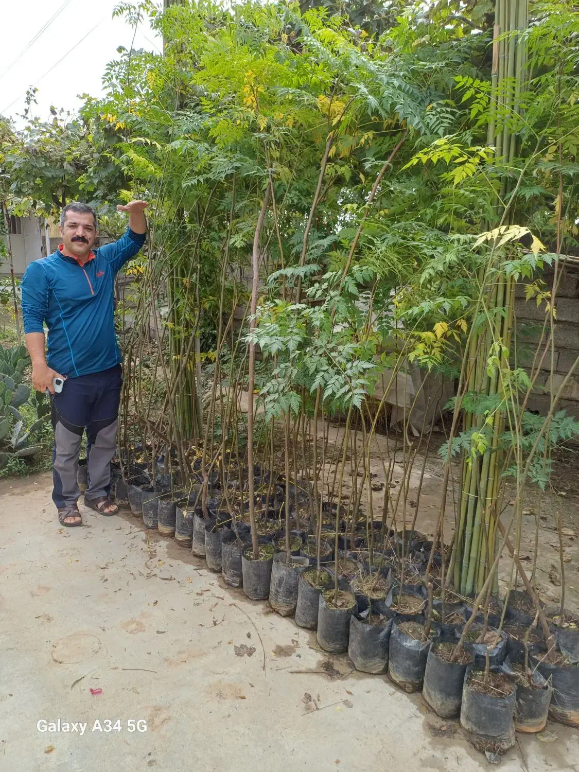 فروش نهال زیتون تلخ|خدمات باغبانی و درختکاری|فرح آباد, |دیوار