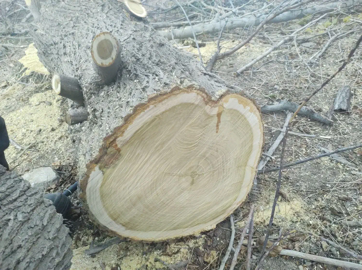 خریدار ضایعات چوب تخته برشکاری وهرس کاری|خدمات باغبانی و درختکاری|هشتگرد, شهرک اداری|دیوار