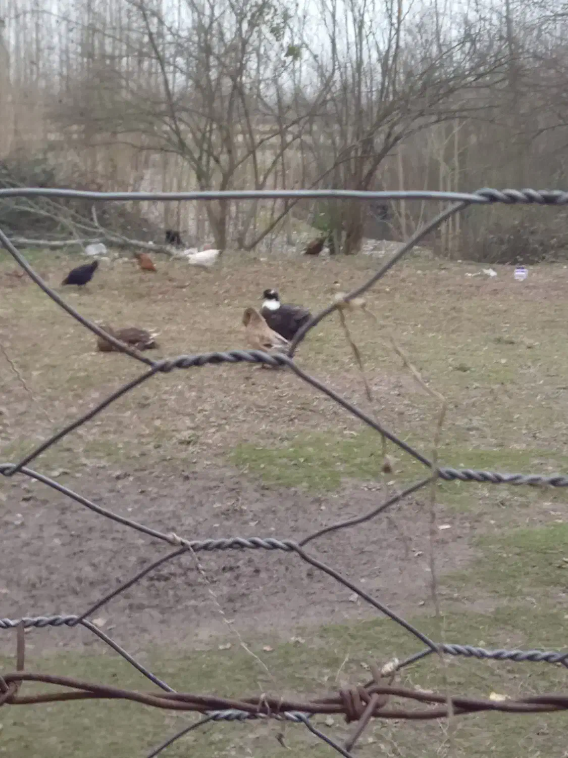 فروش خروس و اردک|حیوانات مزرعه|طاهرگوراب, |دیوار