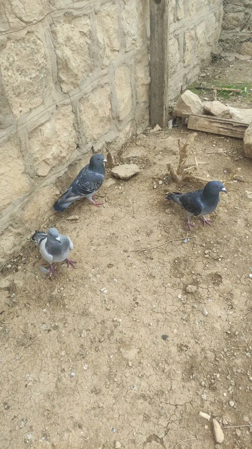 کبوتر پلاکی|پرنده|لردگان, |دیوار