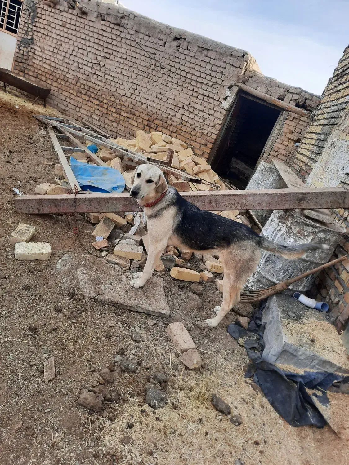 پژدر|سگ|ساروق, |دیوار