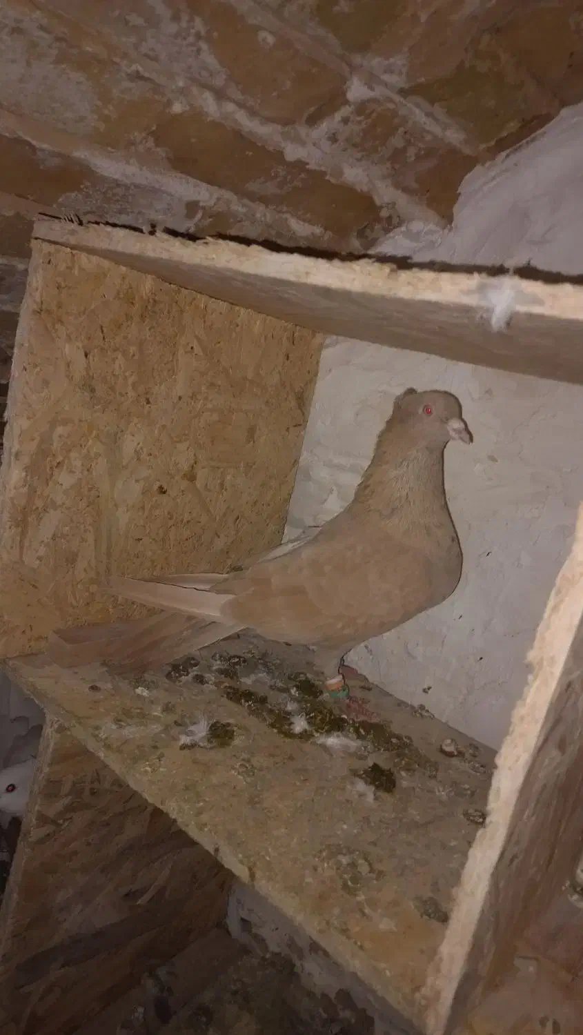 ماده زرد کاکلی پره خال سیاه|پرنده|مشهد, نوید|دیوار