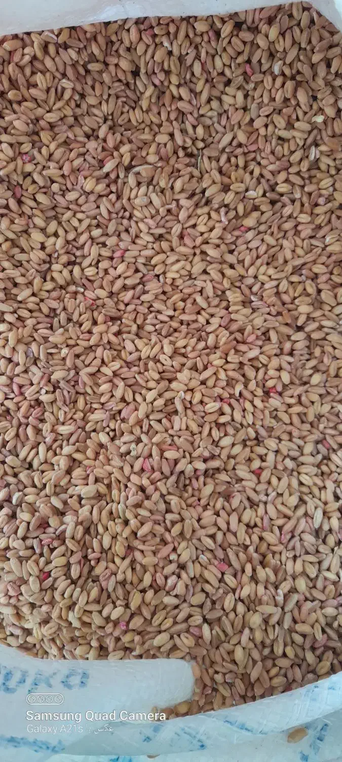 گندم پیشگام|خدمات باغبانی و درختکاری|ایوان, |دیوار