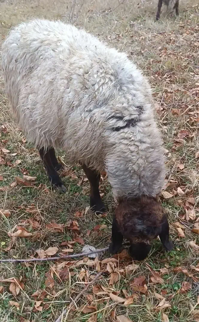 گوسفند نر|حیوانات مزرعه|سیلوانه, |دیوار