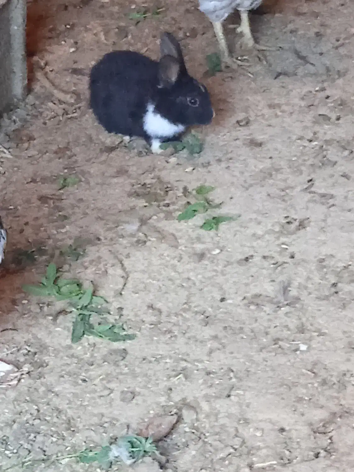 توله خرگوش|موش و خرگوش|لاران, |دیوار