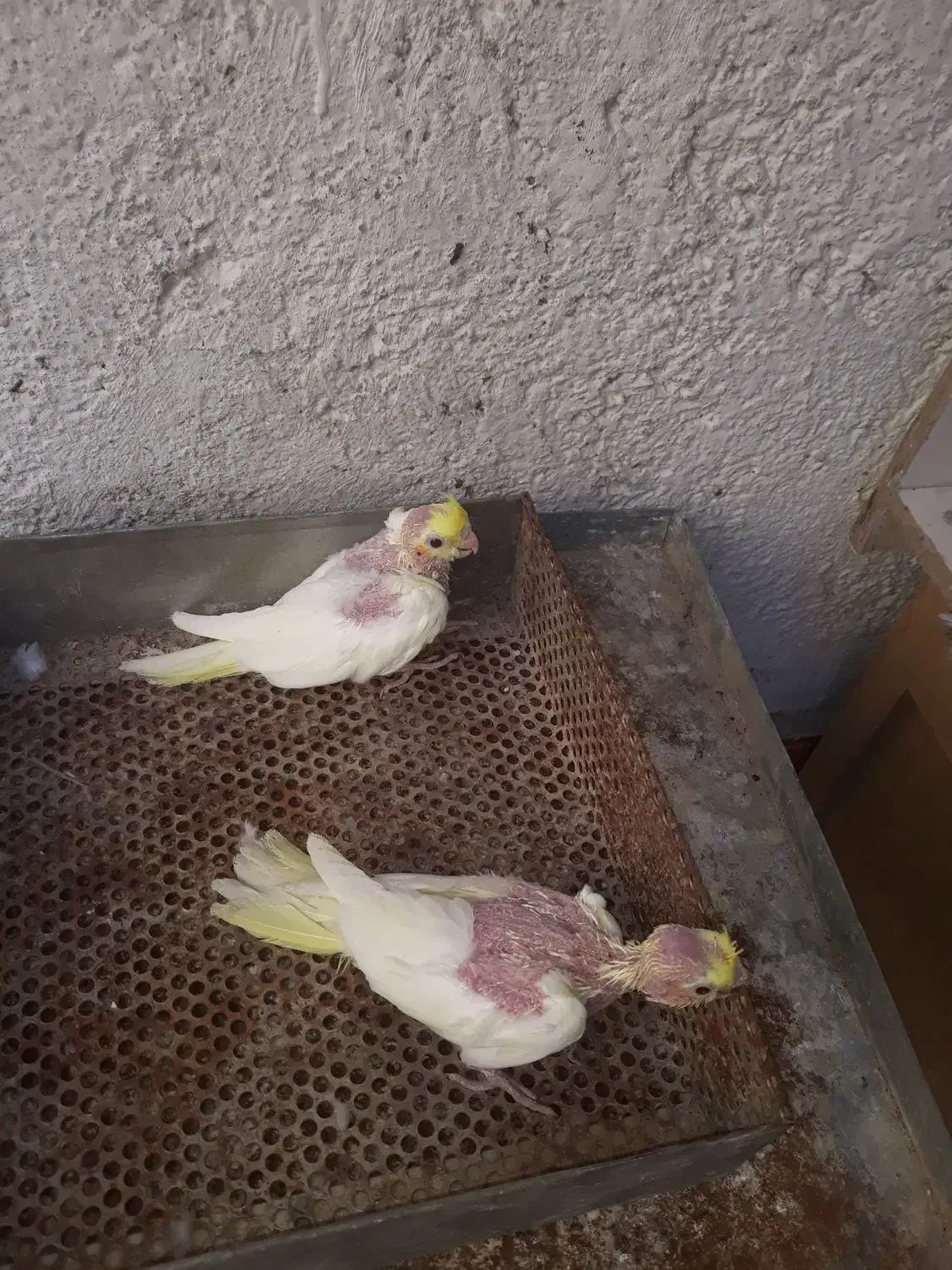 عروس هلندی جوجه|پرنده|بندر گناوه, |دیوار