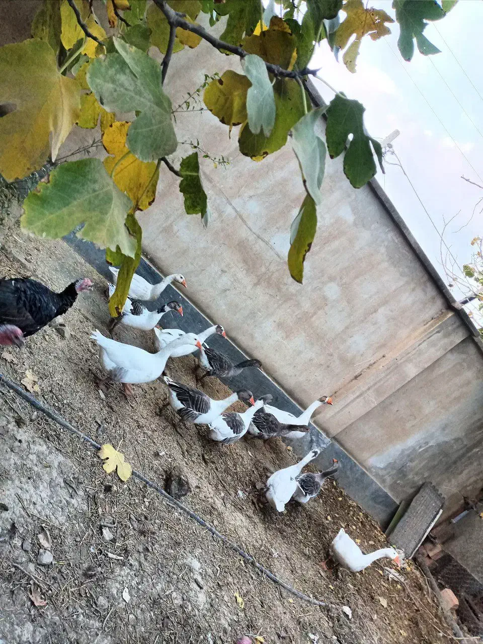 تعدادی بوقلمون و غاز|حیوانات مزرعه|انبارآلوم, |دیوار