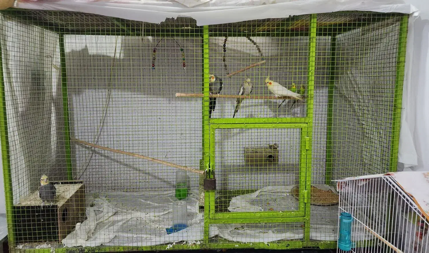 پرنده با قفس|پرنده|بوشهر, |دیوار