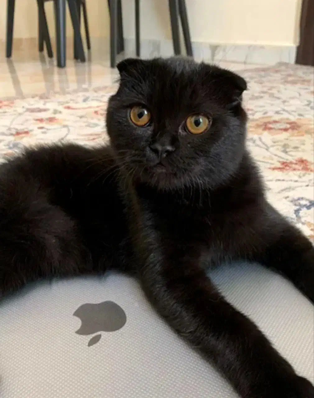 گربه اسکاتیش مشکی گمشده در الهیه|حیوانات|بیرجند, |دیوار