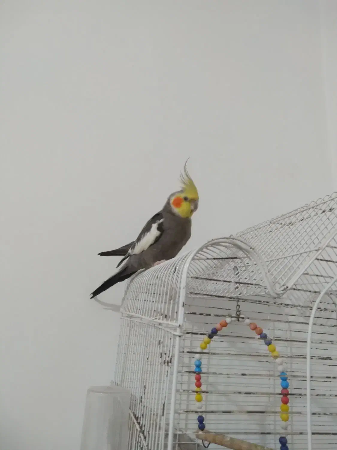 عروس هلندی نر یک میلیون باقفس|پرنده|سیاهکل, |دیوار