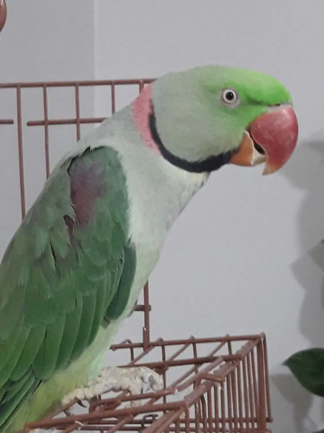 شاه طوطی سخنگو|پرنده|قائم‌شهر, |دیوار