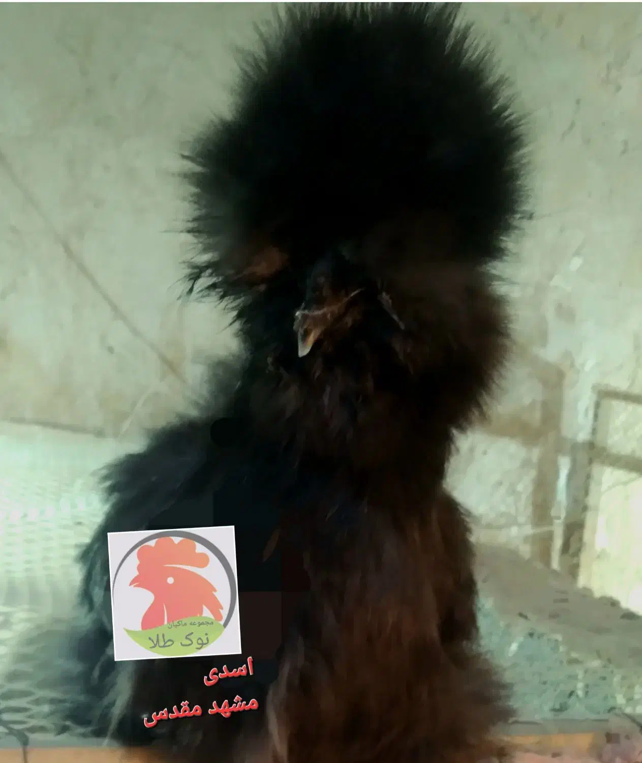 جوجه مرغ 1 روزه ( ابریشمی ، آیام سمانی )|حیوانات مزرعه|مشهد, کوی دروی|دیوار