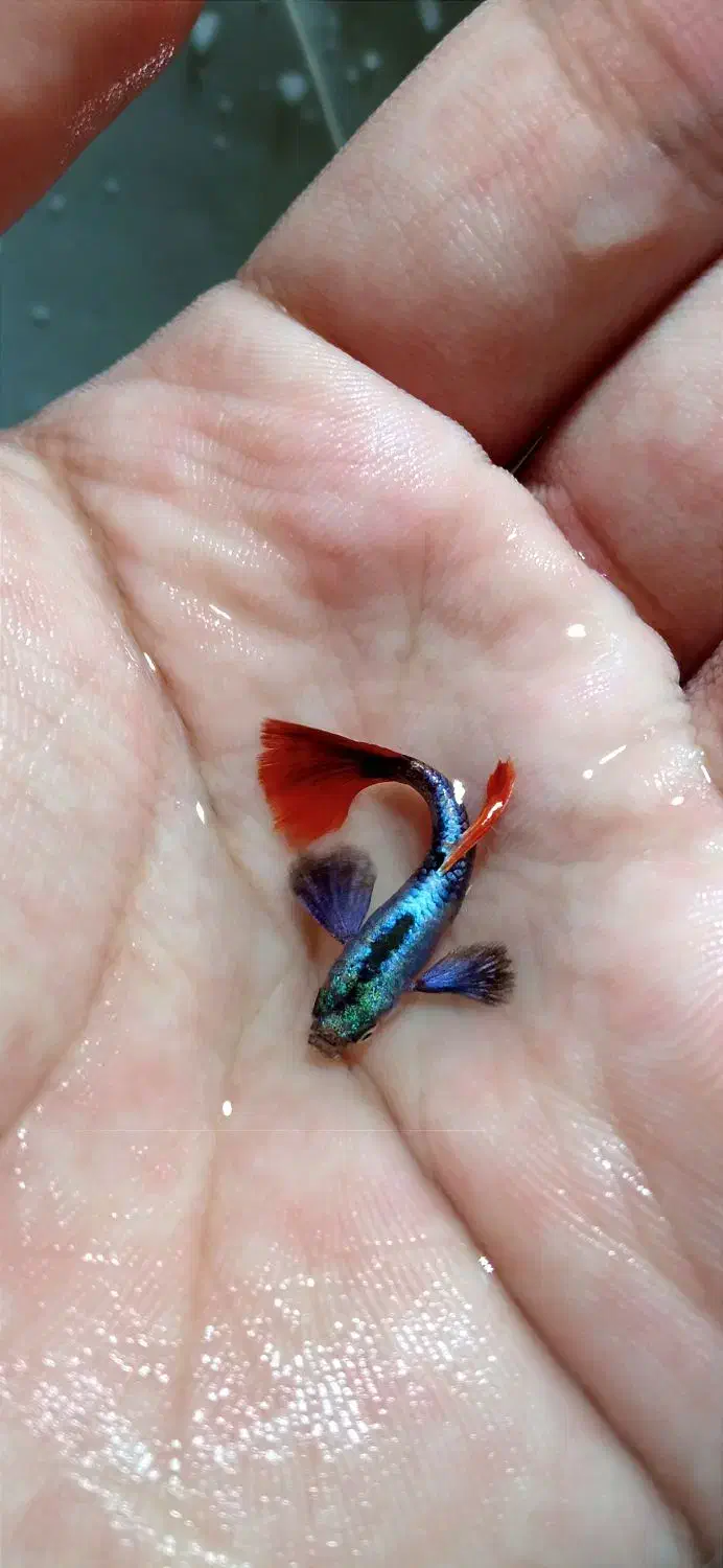 ماهی آکواریوم گوپی ، کالر ، زبرا ، آنجل ، گلدفیش|ماهی|مشهد, ادیب نیشابوری (شهرک غرب)|دیوار